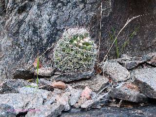 gc-hermit-2021-day4-1  cactus garden  w.jpg (635223 bytes)